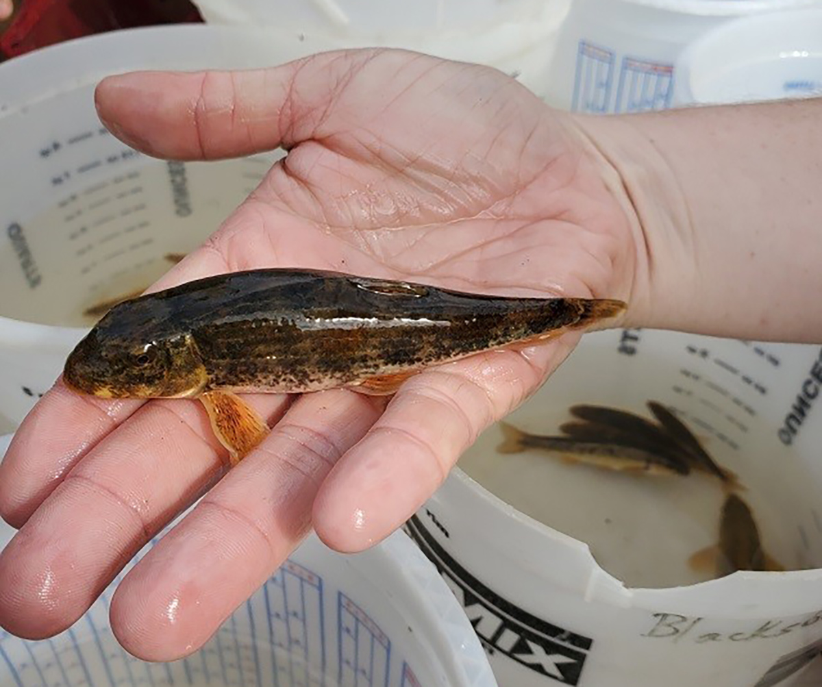 一名男子手持 Roanoke Hogsucker 的图片