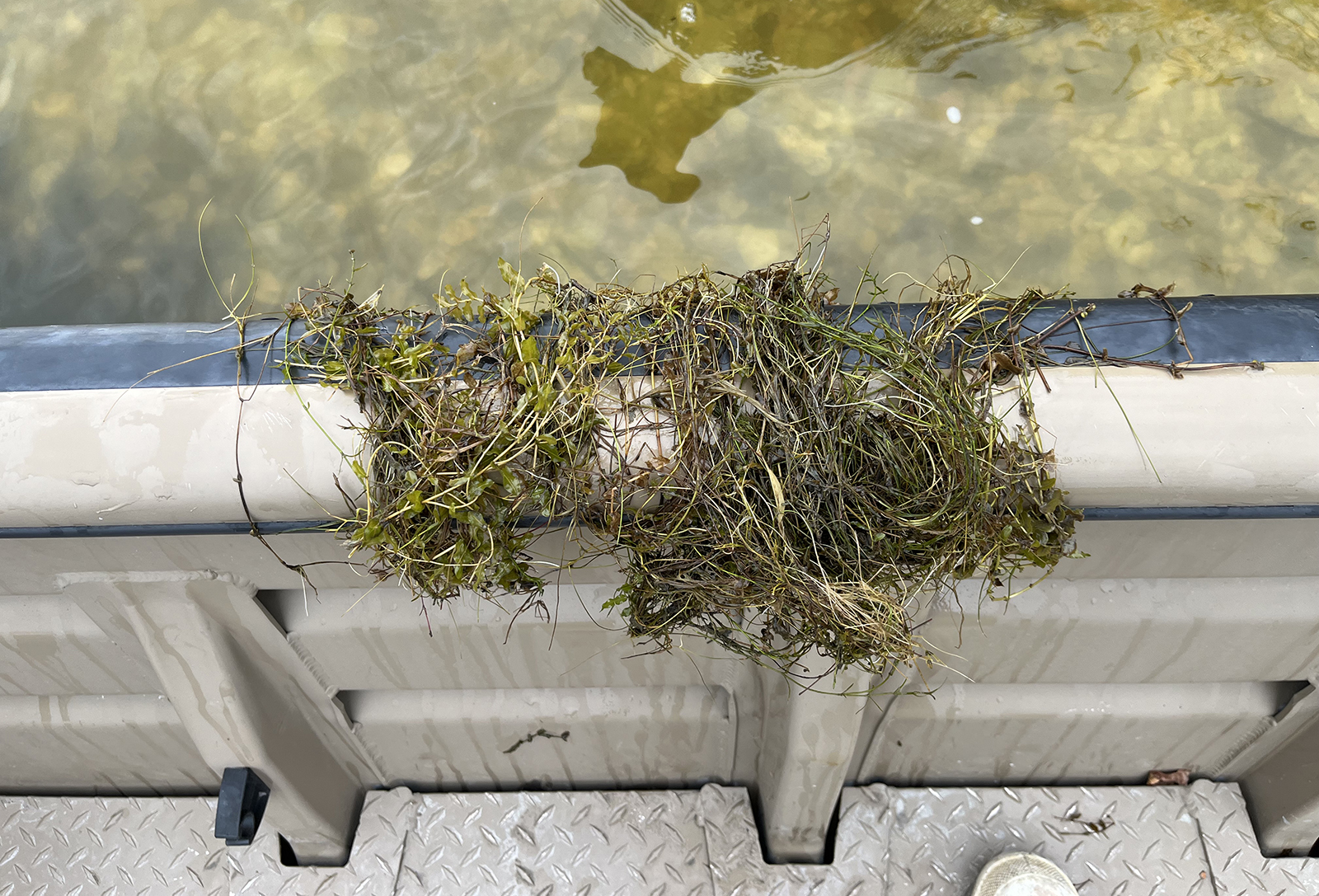 这张相片中，一把水下植物的茎秆覆盖在船的侧栏杆上。