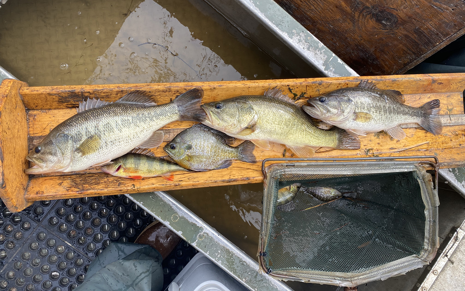 五条不同的鱼躺在一张照片上 