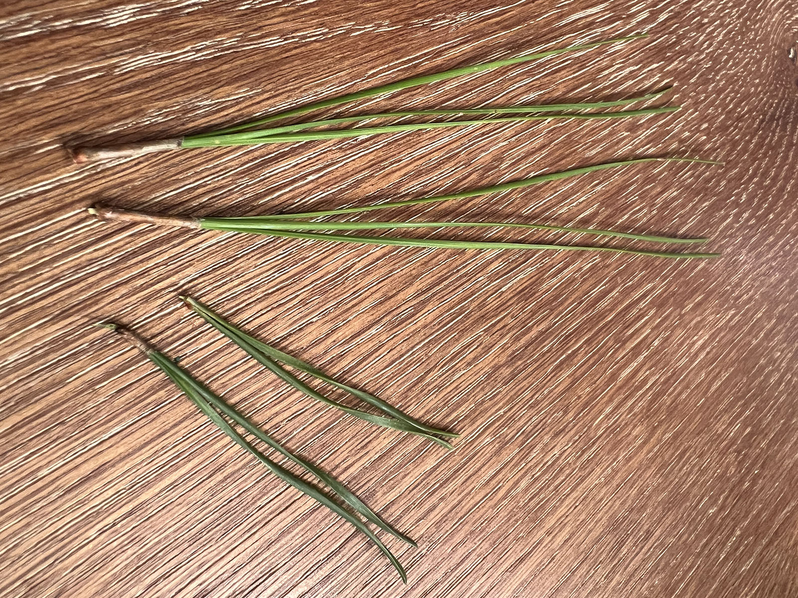这张四捆松针的照片中，上面有两捆细长的两针针，下面有两捆短而扭曲的三针针。 