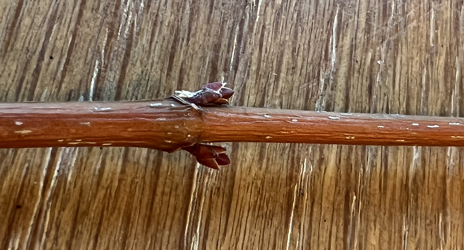 一根小树枝平放在桌子上，树枝的两侧均匀地长着两个叶芽。