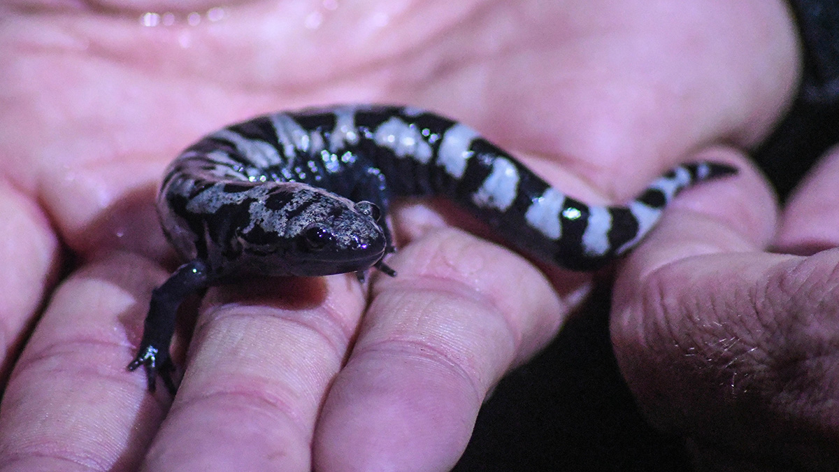 大理石蝾螈虽然不是春季繁殖的，但确实利用春池进行繁殖，并且主要在夜间活动。