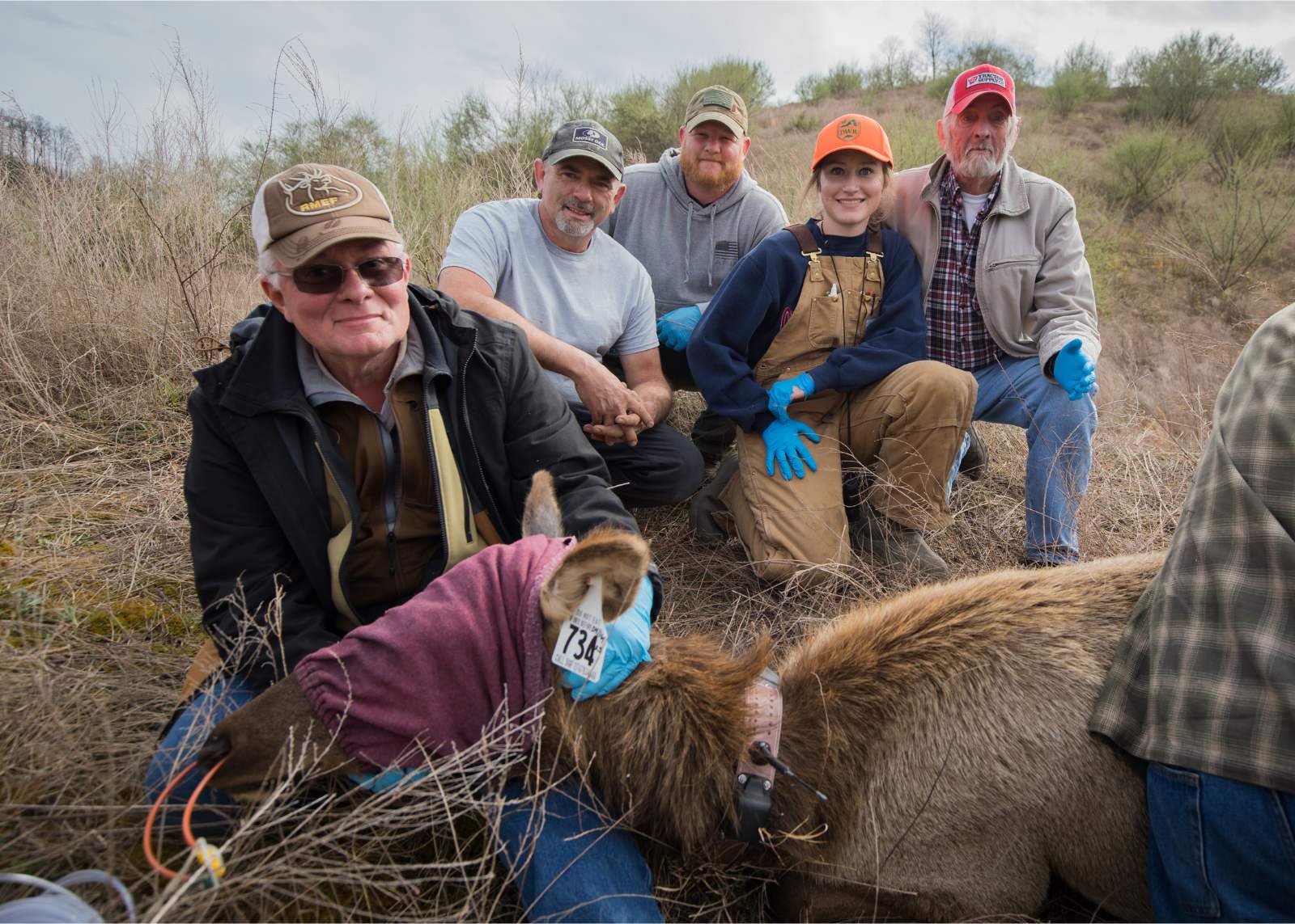 一只被注射了镇静剂的母麋鹿蒙着眼睛躺在地上,耳标和无线电项圈都挂在上面,一名男子托着它的头,背景中还有其他四个人。
