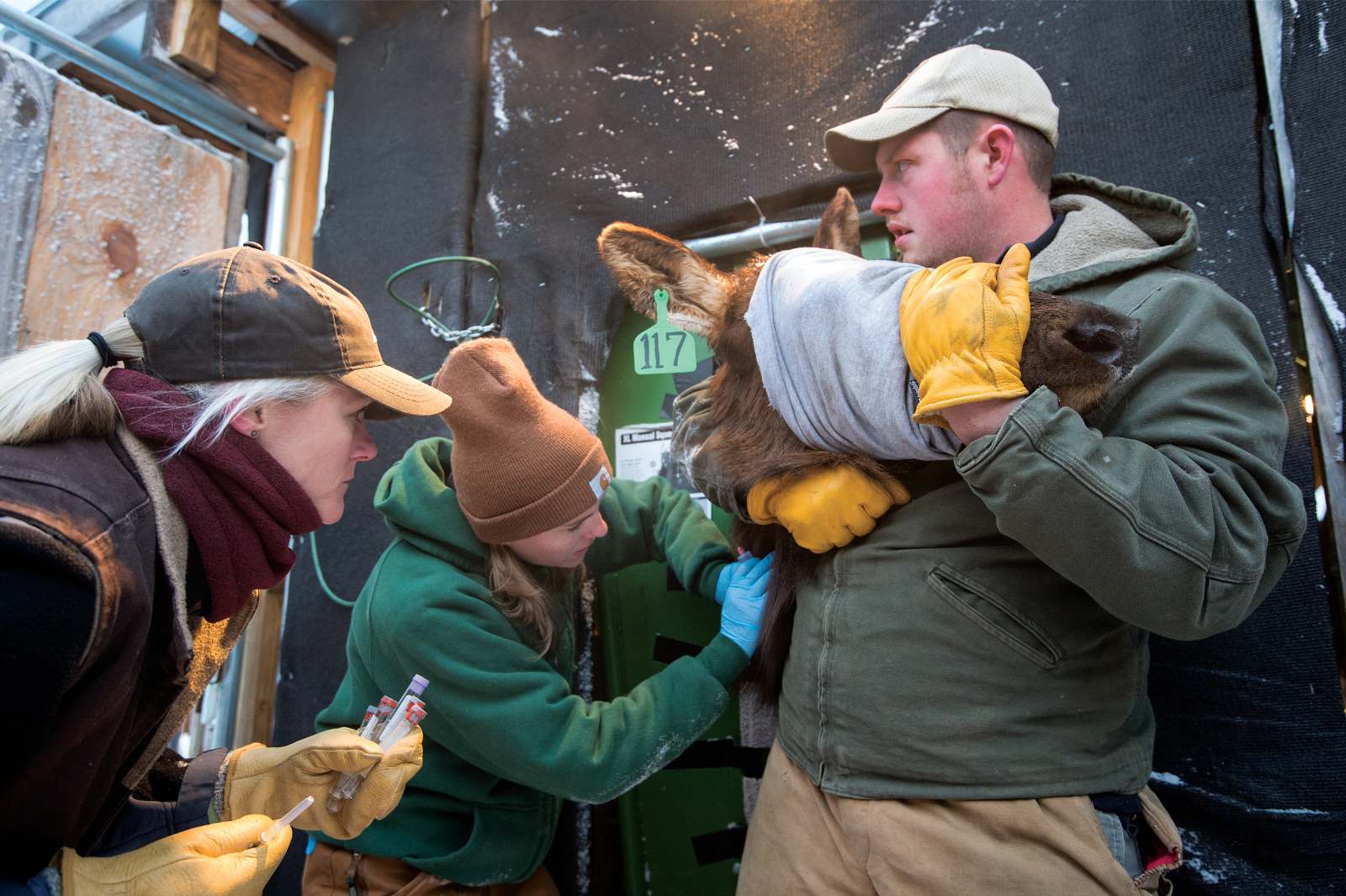 一名男子托着一只被蒙住眼睛、被关在牲畜栏里的麋鹿的头,一名女子向麋鹿的脖子里注射某种药物,另一名女子在一旁观看。