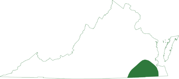 橡树蟾蜍分布于沿海平原的东南部