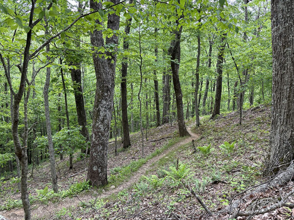 哈肯宁山环路步道穿过天蓝色莺的繁殖栖息地。照片来源：Lisa Mease