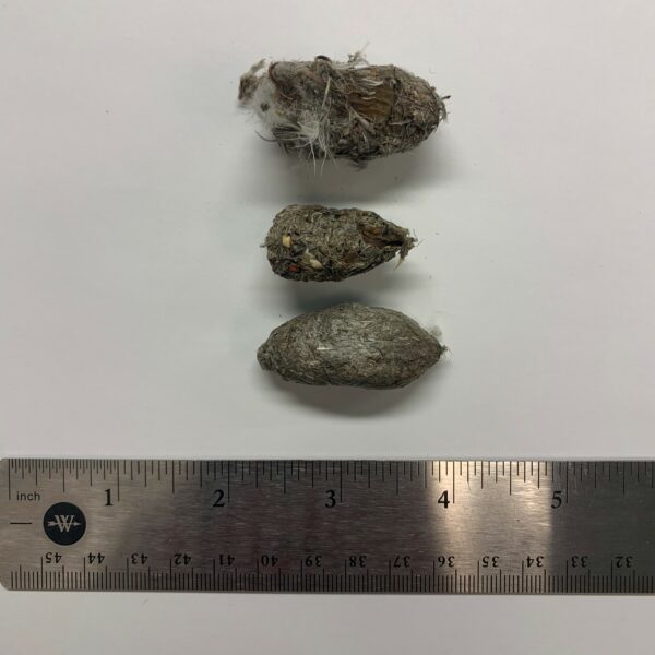 这是游隼食丸的图片，它们大约有2到3英寸长，由猎物的羽毛、毛发和骨头组成