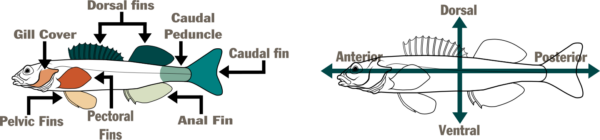 两条鱼的示意图。第一个在左边，标出了鱼的各个部分——鳃盖、背鳍、尾柄、尾鳍、臀鳍、胸鳍和腹鳍。第二个在右边，有一个水平和垂直箭头，分别标明鱼的区域 - 前侧、背部、后侧和腹部。