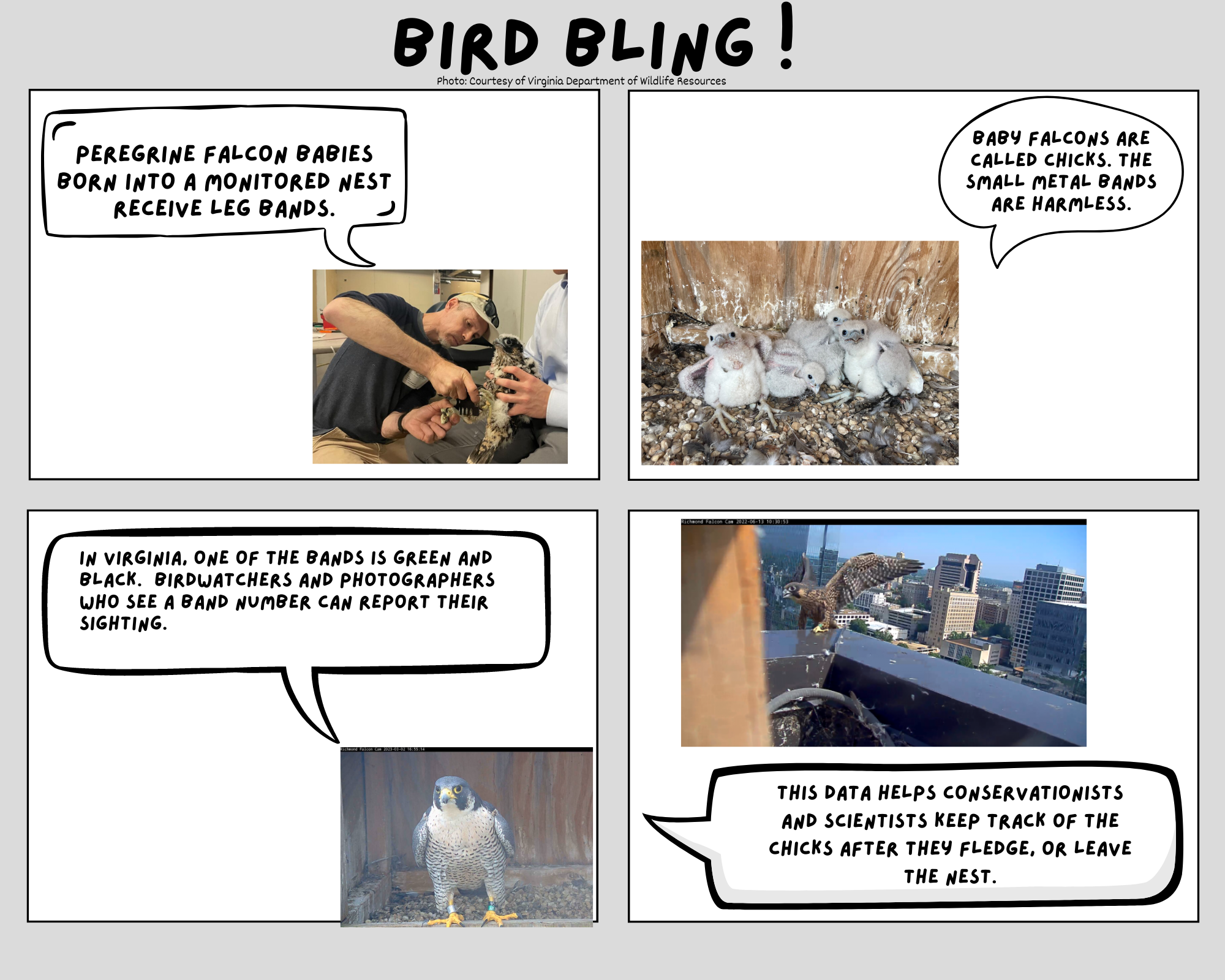 殖民地小道小学学生创作的网络漫画