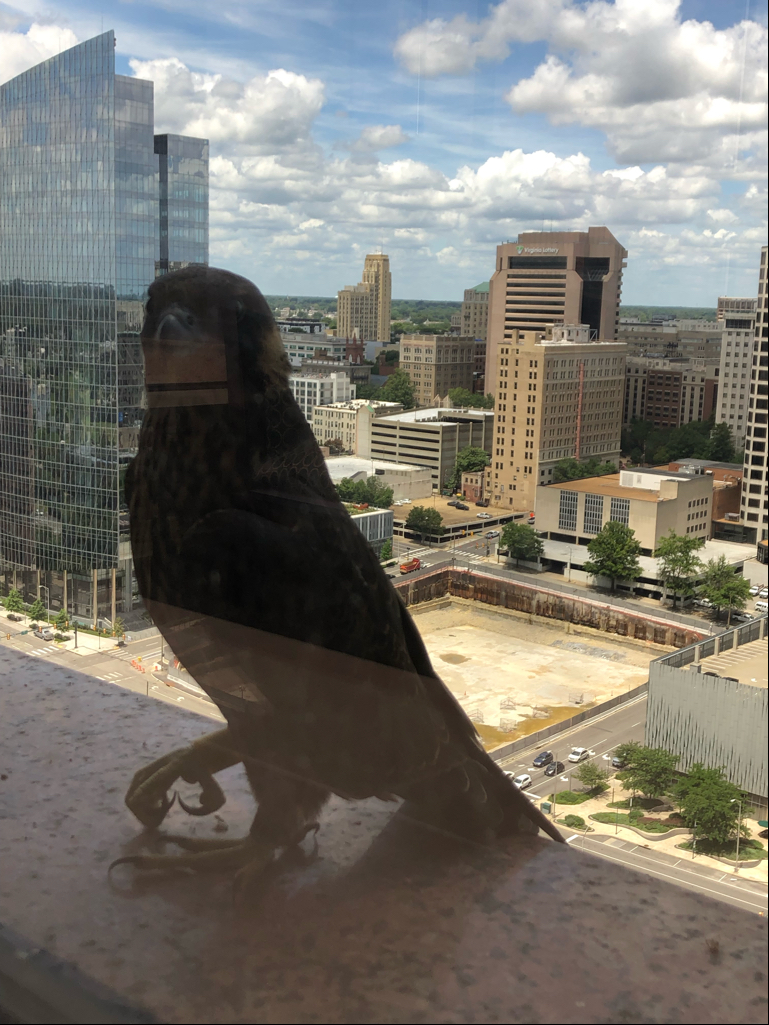 河滨广场窗台上的“黄色”幼年雌鸟。