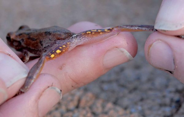 松树林树蛙的图片