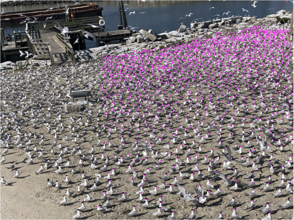 使用 DotDotGoose 进行计数后的图像。 