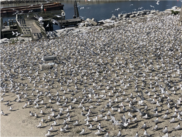 原始图像用于估算 Ft. Wool 的菌落数量。 