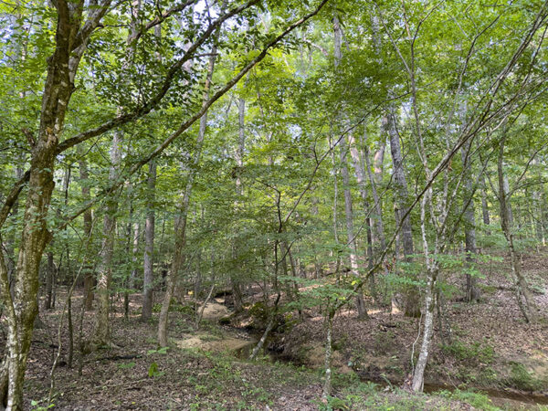 在溪流附近的低洼地区可以发现红头啄木鸟。照片来源：Lisa Mease 