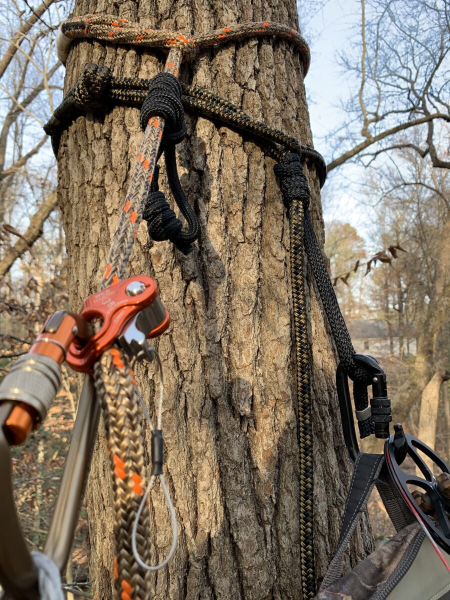 猎人爬树时拍摄的树影