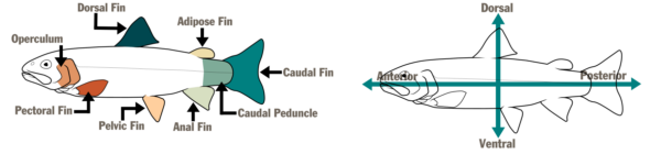 两条鱼的示意图。第一个在左边，标出了鱼的各个部位（鳃盖、背鳍、脂鳍、尾鳍、尾柄、臀鳍、腹鳍和胸鳍。）第二个在右边，有一个水平和垂直箭头，标明鱼的区域（前侧、背部、后侧和腹部）