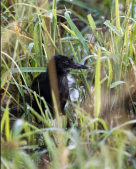 弗吉尼亚铁路雏鸟
