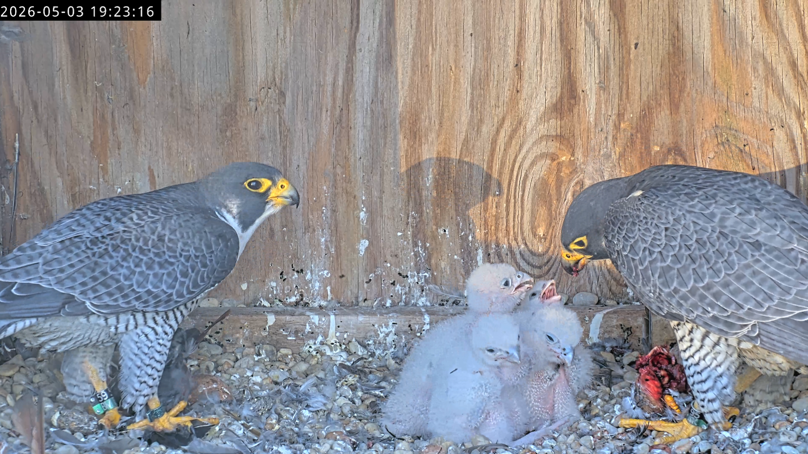 两只成鸟都和雏鸟一起在巢箱里。雄鸟(左)的爪子里抓着一个新鲜的猎物,而雌鸟(右)正在给雏鸟喂食不同的猎物。