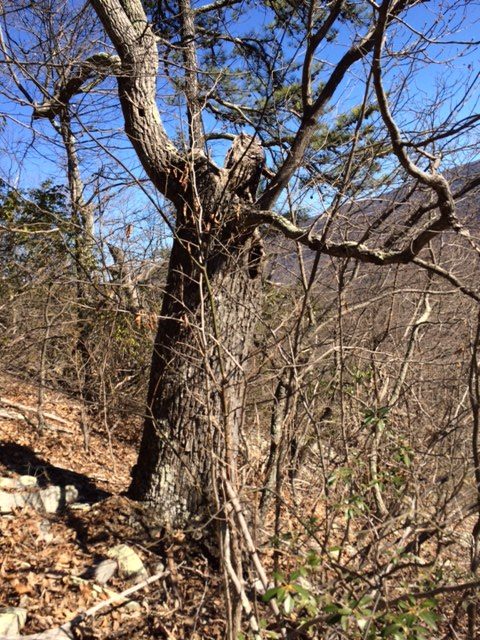 空心树的形象；黑熊偶尔会在空心树上冬眠