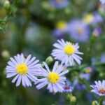 一朵淡紫色、中心为黄色的花的特写照片