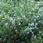 几朵淡紫色的花，花心为黄色