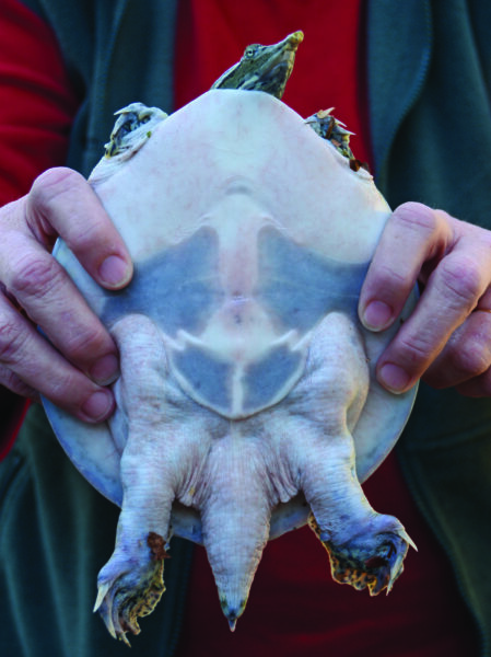 东部棘鳖的图片