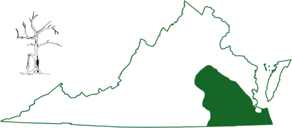 东南蝙蝠分布于弗吉尼亚州最南端的沿海平原