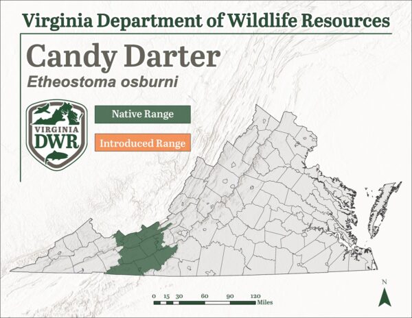 糖果镖物种分布图
