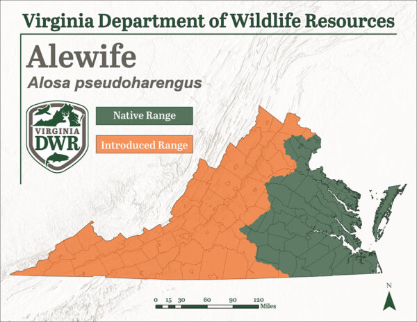 鲱鱼是弗吉尼亚州的本土物种，尽管沿海平原以外的种群已被引入