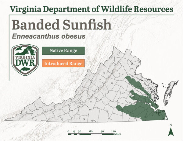 带状太阳鱼分布于弗吉尼亚州东部