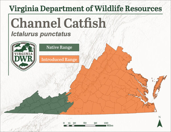 通道鲶鱼遍布弗吉尼亚州各地，尽管它只原产于该州最西部地区