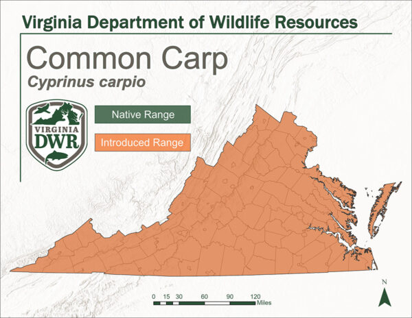 州地图显示了鲤鱼的栖息地。请注意它被引入的整个状态，它不是本地的。