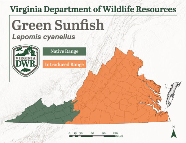 绿太阳鱼遍布弗吉尼亚州各地，但它是外来物种，并非原产于沿海平原和山麓地区