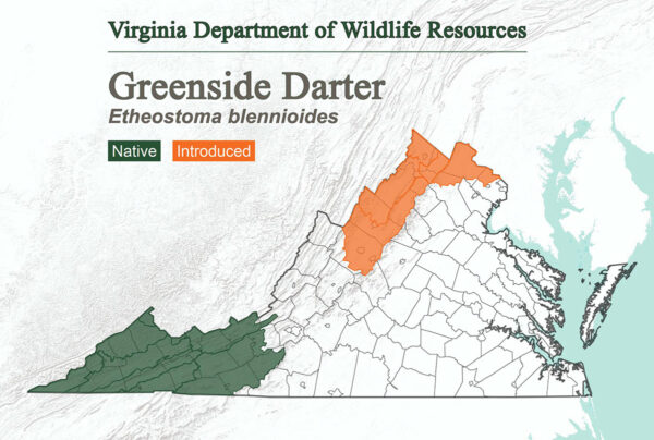 绿边镖鱼分布于弗吉尼亚州阿巴拉契亚山脉以北，并已被引入该州最北端的山脊。