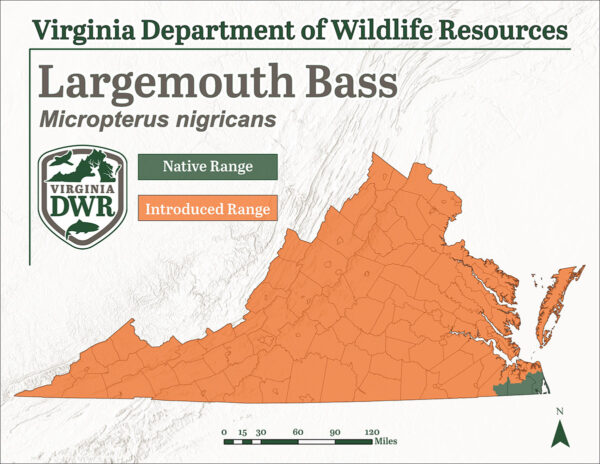 大口鲈鱼最初只在弗吉尼亚州的一个地区发现，但自那以后，它被引入到各地。