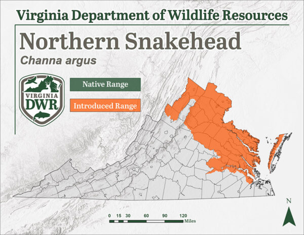 北部蛇头鱼是弗吉尼亚州东北部地区的外来物种