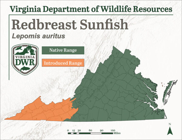 红胸太阳鱼遍布弗吉尼亚州各地；尽管最北部的种群是引进的，而不是本地的