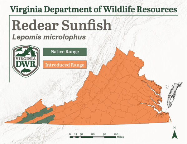 红耳太阳鱼被引入弗吉尼亚州各地，但只有一小部分地区是其本土鱼种