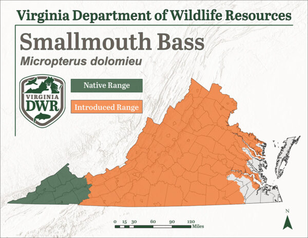 小嘴鲈鱼遍布弗吉尼亚州