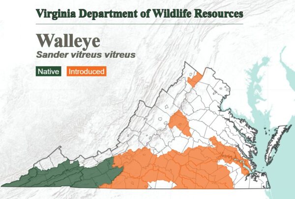 这张地图显示了整个州内梭鱼的栖息地位置。原产于弗吉尼亚州西南部，并被引入到南部大部分地区。