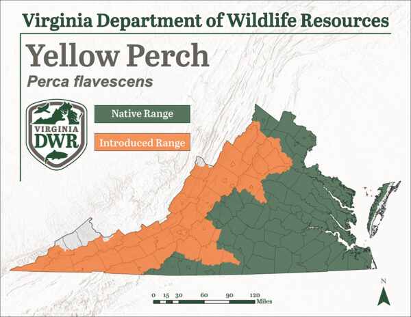 黄鲈鱼分布图显示，它遍布整个州