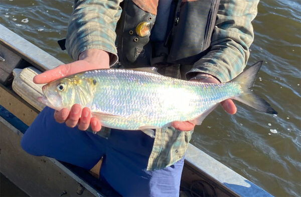 美洲西鲱的图片