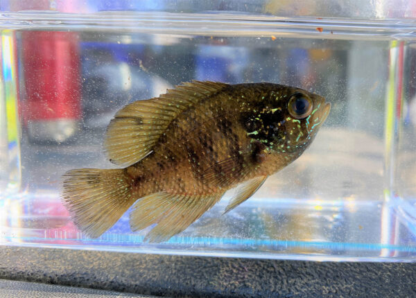 带状太阳鱼的图片