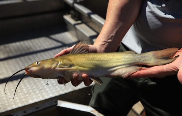 通道鲶鱼的图像