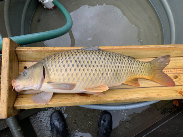 木制量箱中的一条普通米色鲤鱼。