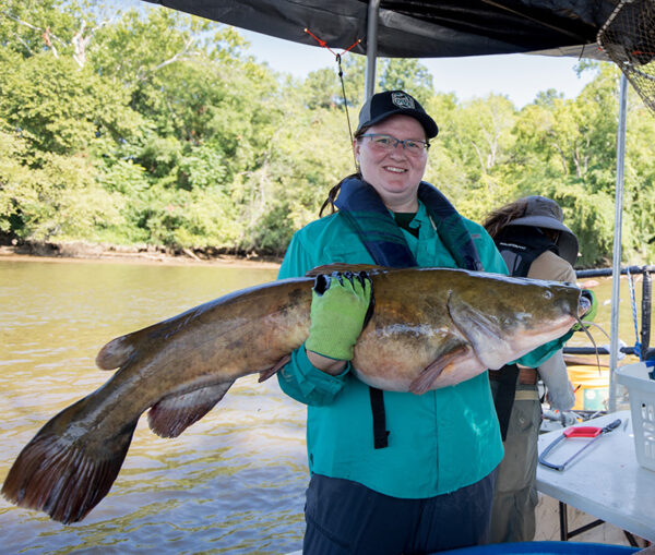 一名女子手持一条大扁头鲶鱼的图片