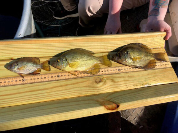 调查期间收集的三名不同年龄的飞行员的图片