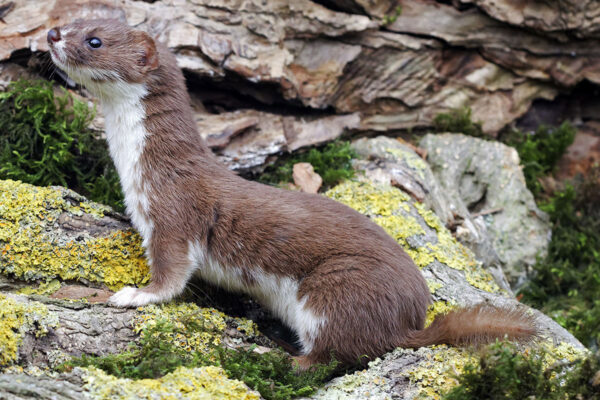 An image of Least Weasel