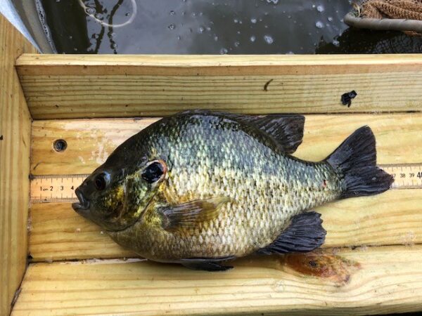 测量板上的红耳太阳鱼