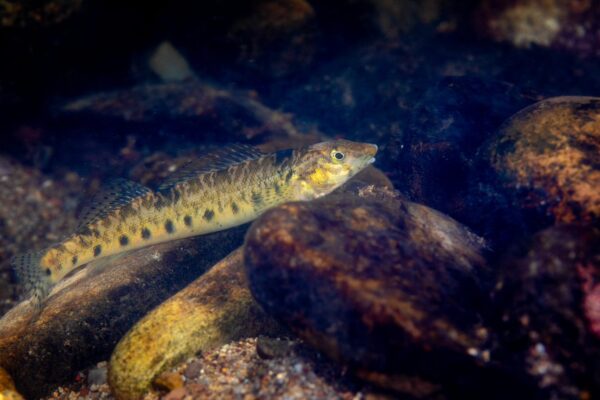 罗阿诺克鲈鱼 (Roanoke Logperch) 的图片
